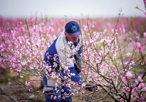 В Узбекистане компания Siberian Wellness стала «Брендом года» сразу в двух номинациях