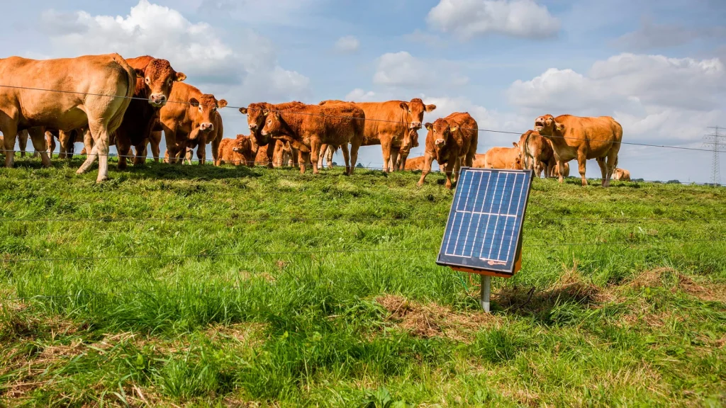 s200-energizer-insitu-grazing_20260506_115056